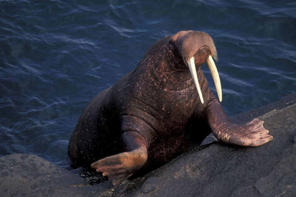 PHOTO: A Pacific Walrus. 