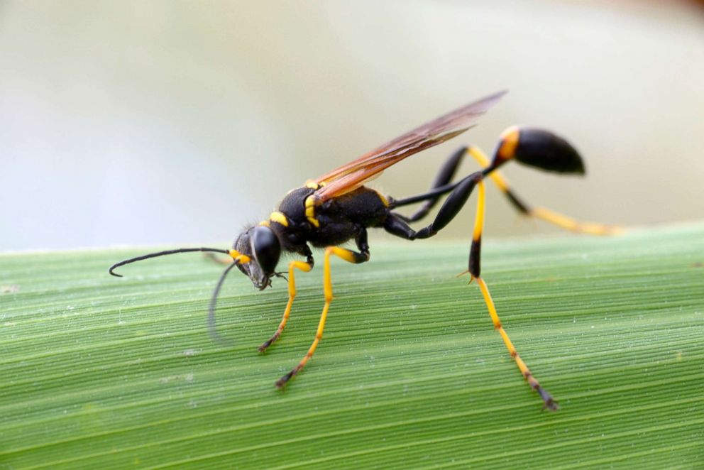 PHOTO: A black and yellow mud dauber wasp (Sceliphron caementarium) rests on a leaf, April 22, 2018, in Lombardy, Italy.