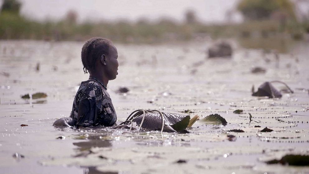 PHOTO: With farmland now covered by water, mothers now collect water lilies from the flood waters to feed their children.