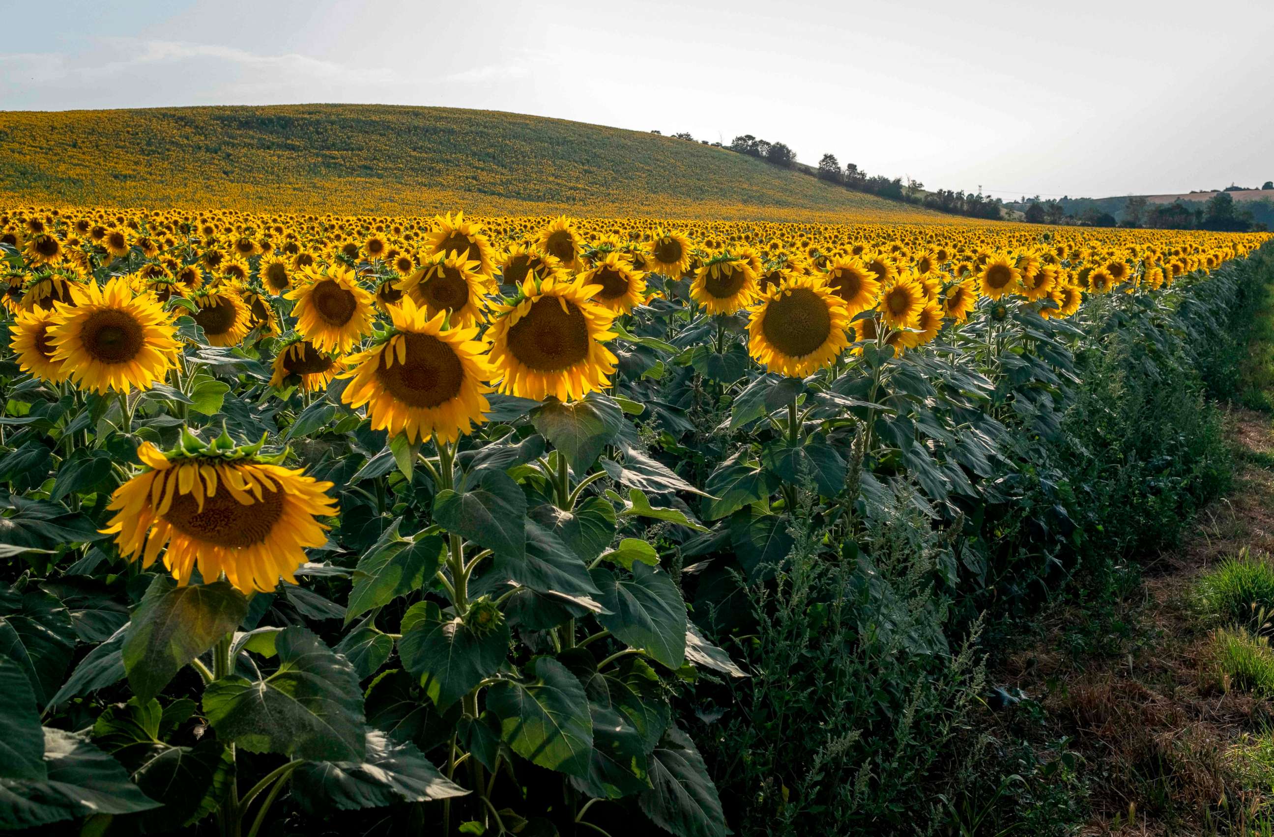 PHOTO:Sunflowers in a field in Ayguesvives, France, July 23, 2019.