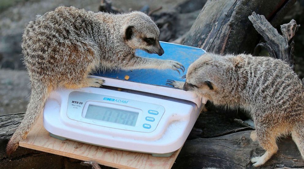 PHOTO: Meerkats are weighed on a scale during a photo call at London Zoo on Aug. 22, 2019.