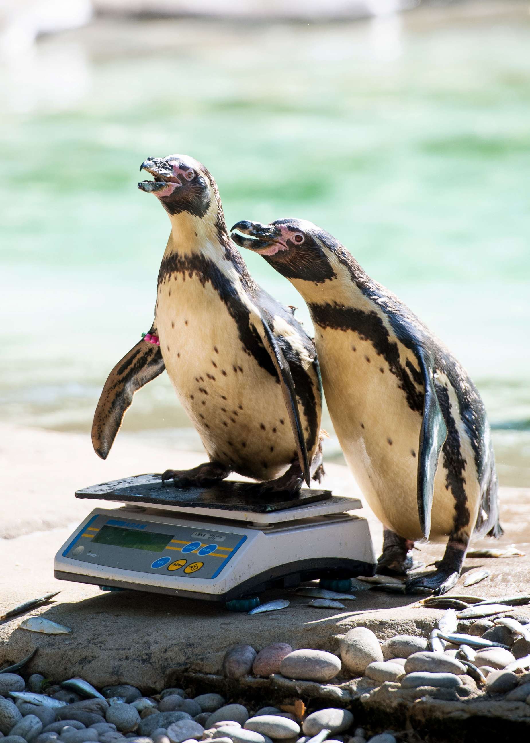 PHOTO: Humboldt Penguins stand on a set of scales during the annual weigh-in at ZSL London Zoo, London, Aug. 22, 2019.