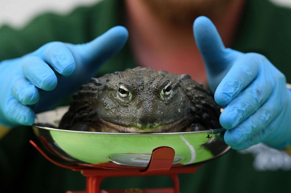 PHOTO: An African Bull frog gets weighed at the London Zoo in London, Aug. 22, 2019.