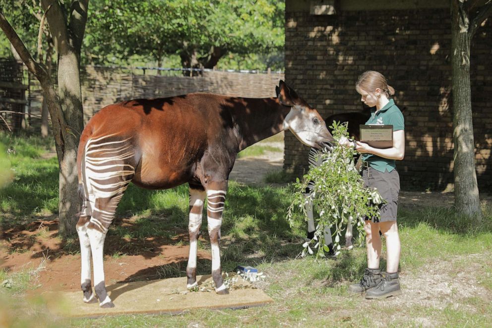 PHOTO:Oni the Okapi during his weigh-in at the London Zoo, Aug. 22, 2019.