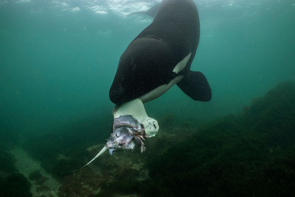 PHOTO: Orca hunting rays in the waters off of the North Island in New Zealand. 