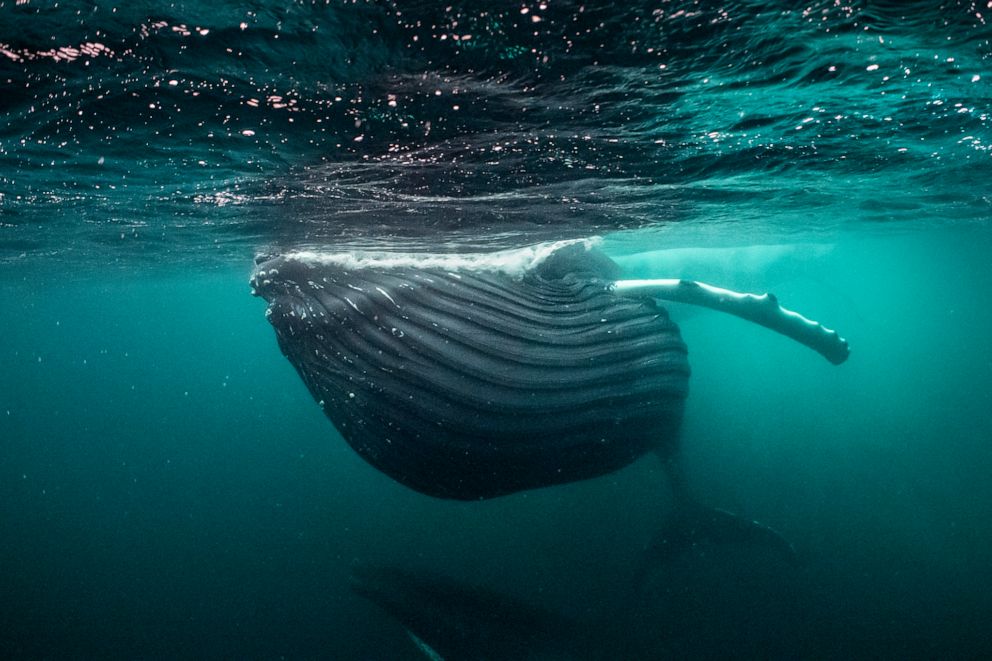 PHOTO: In the dimly lit waters of the Norwegian Arctic, a humpback whale fills its mouth with herring, its throat pleats fully expanded. 