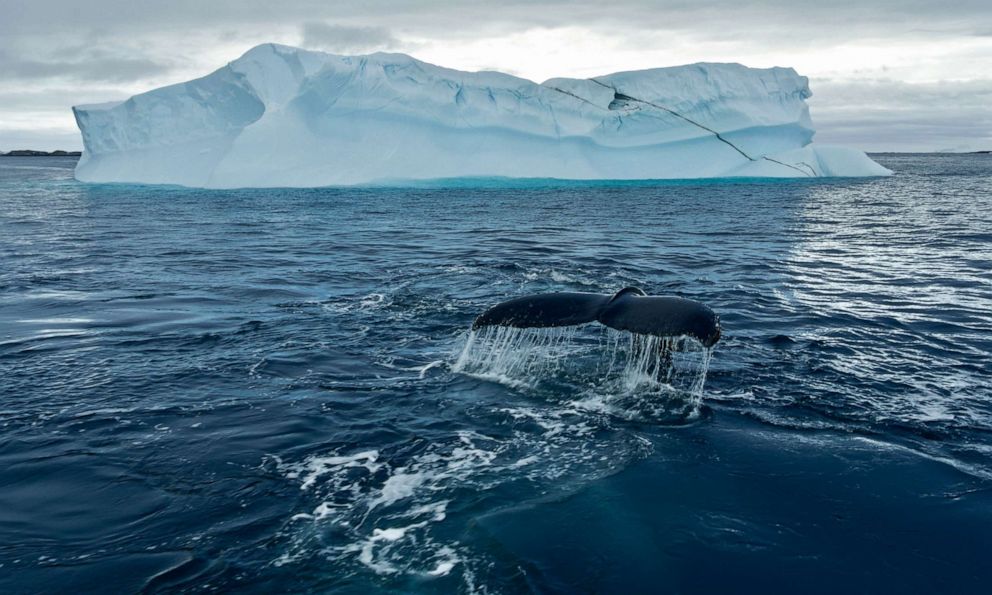 PHOTO: A humpback whale shows its fluke before a deep dive underneath one of Antarctica's icebergs. 
