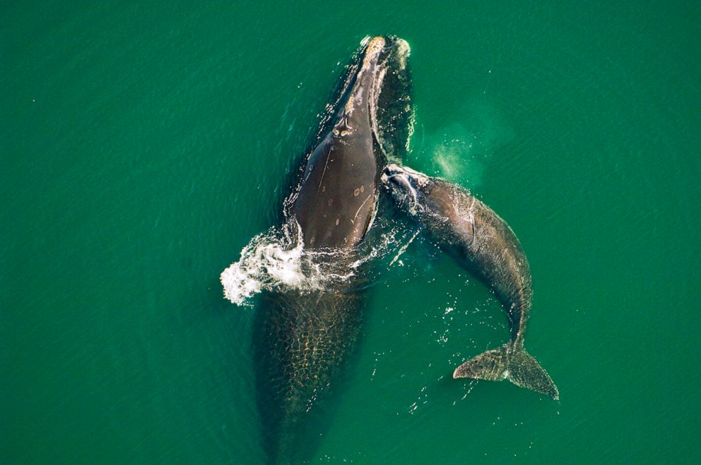 PHOTO: A North Atlantic right whale calf nuzzles its mother in Northern Florida. This species has struggled to produce enough calves to increase its dwindling population. 
