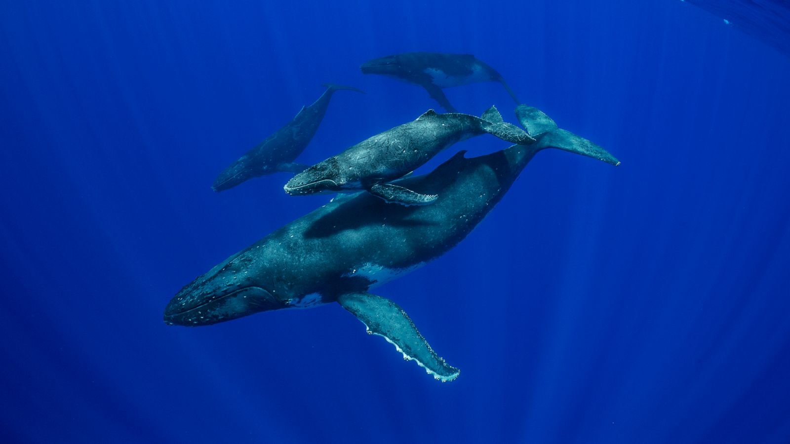 Secrets of the Whales' is a deep dive into whale culture - ABC News