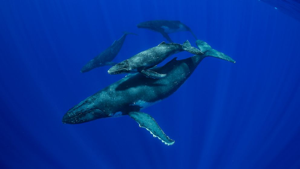 ‘Secrets of the Whales’ is an in-depth dive into whale culture