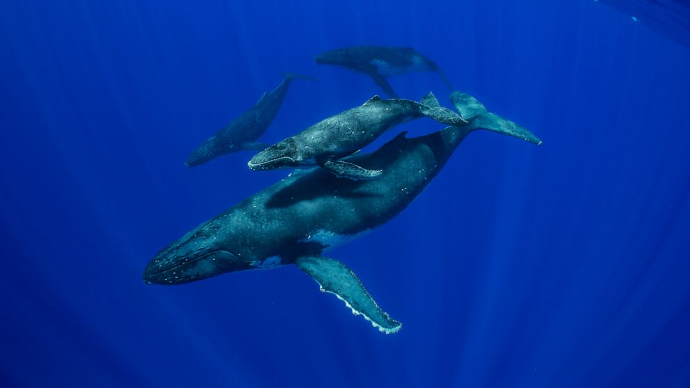 'Secrets of the Whales' is a deep dive into whale culture - ABC News