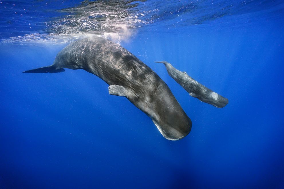 PHOTO: An adult sperm whale, named Laius by researchers, babysits a calf named Jonah while the calf'ss mother is deep below, foraging for squid.