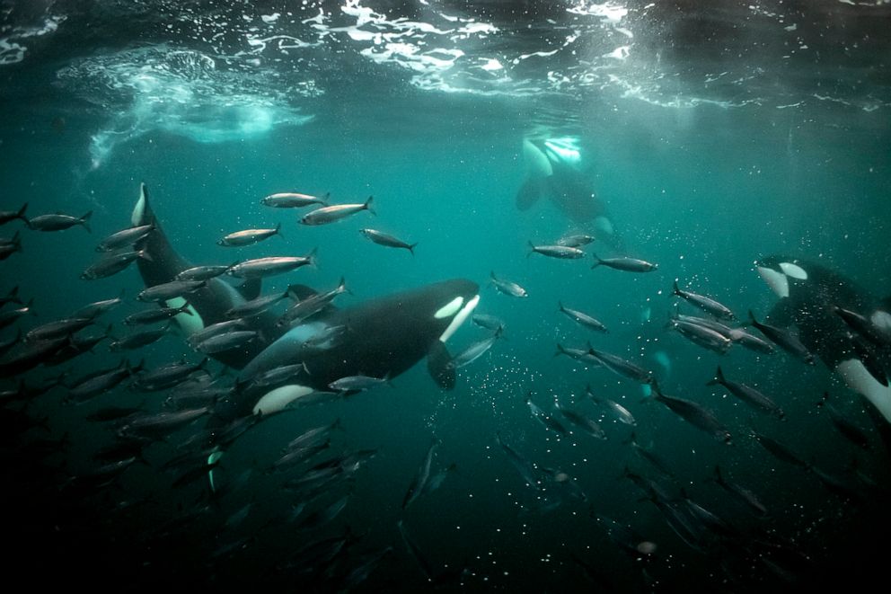 PHOTO: An orca family works cooperatively to herd herring into bait balls in the Norwegian Arctic. 