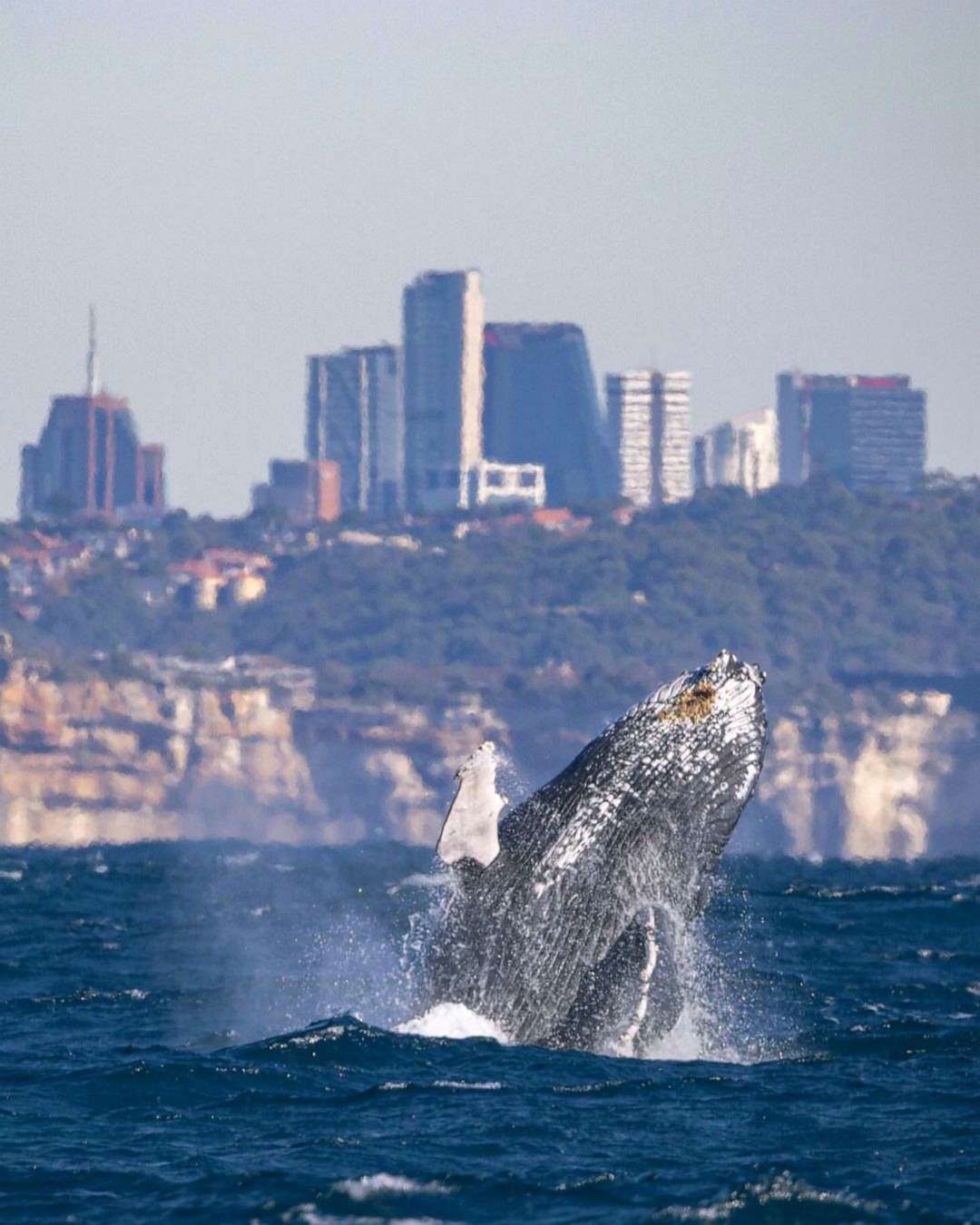 PHOTO: A humpback whale breaching near Sydney's Head, Australia, May 26, 2023.
