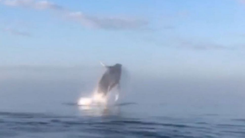 PHOTO: Boat riders got a special show from a group of whales that preformed rare outstanding stunts like twirling in the air and spinning before landing back in the water.