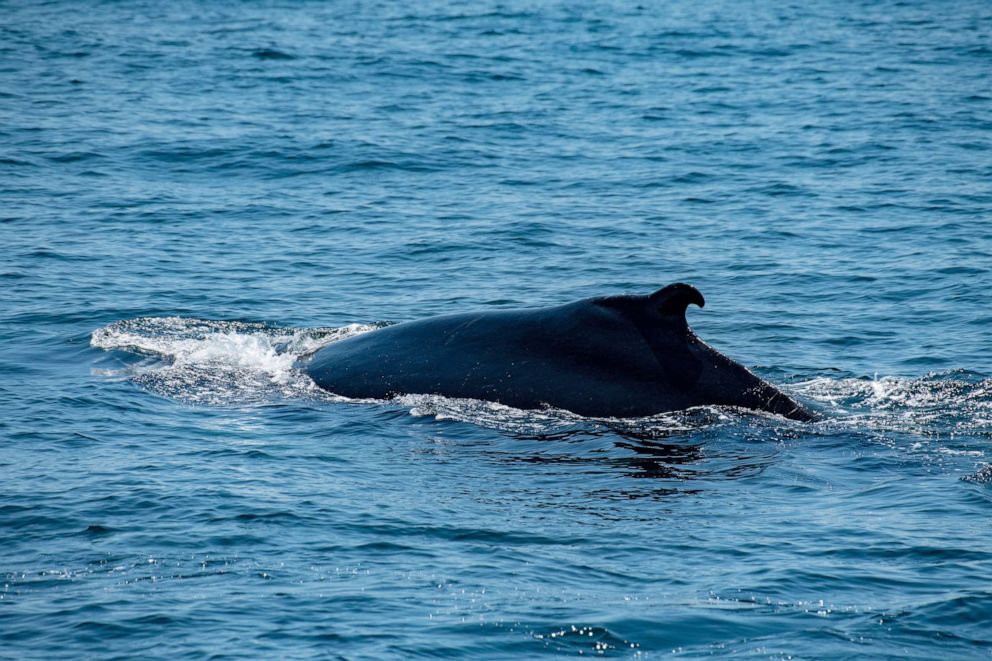 PHOTO: A humpback whale swims and feeds off of Jeffreys Ledge in the Gulf of Maine, near Gloucester, Massachusetts, on May 8, 2023.