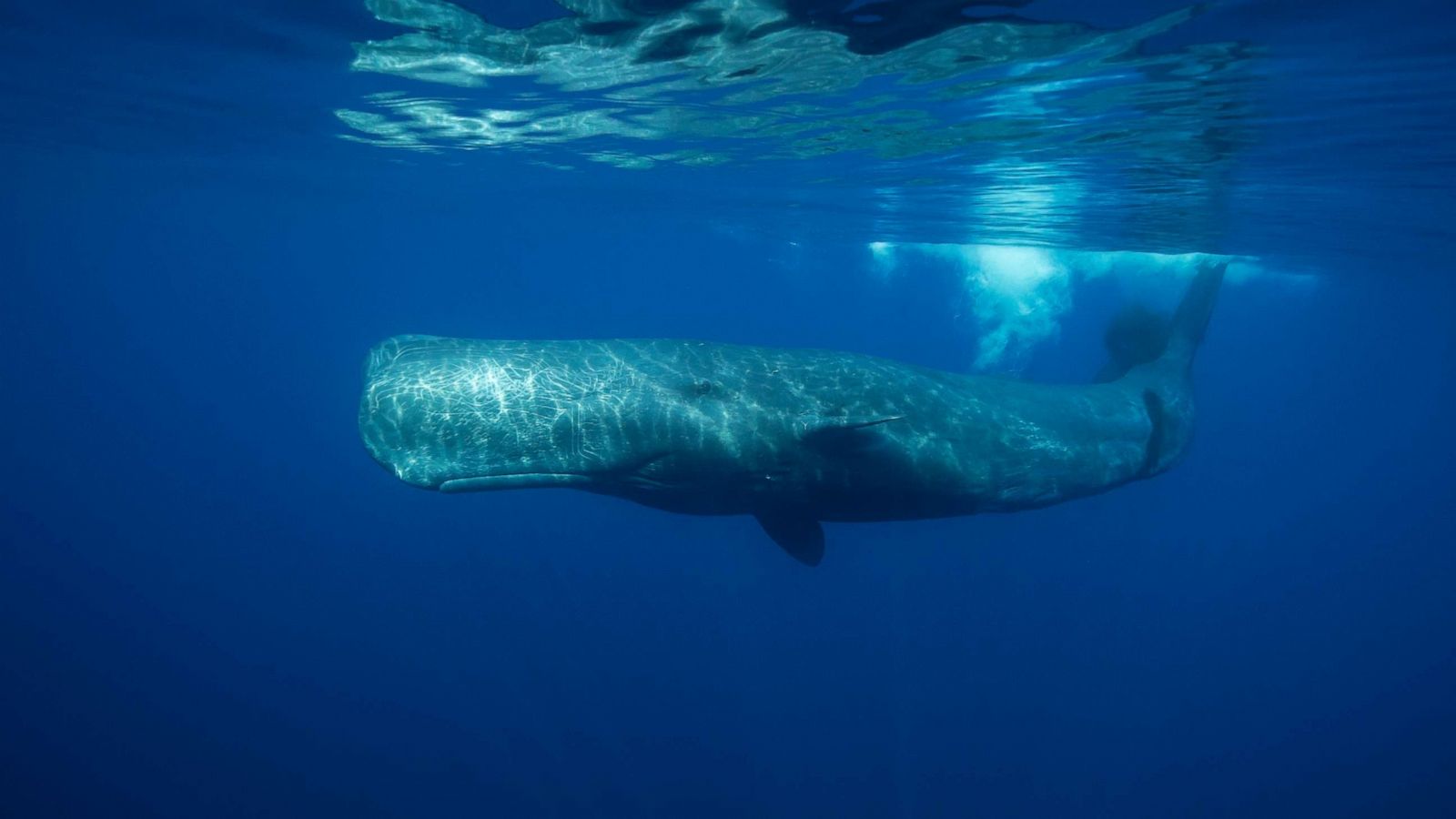 Sixth Sperm Whale Dies on British Beach