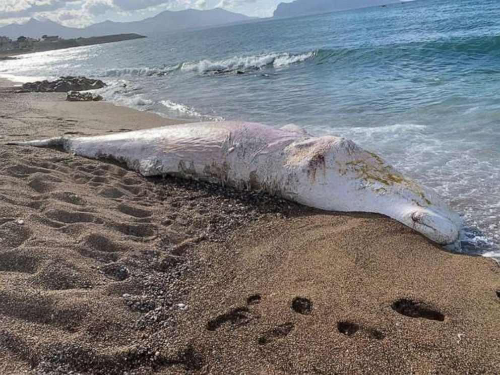 PHOTO: A second sperm whale washed up a few hours after the first whale on a Sicilian coast, in Palermo, May 21, 2019. 