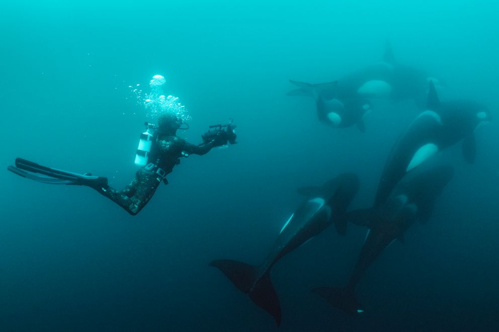 PHOTO: Documenting orca hunting rays in the waters off of the North Island in New Zealand.