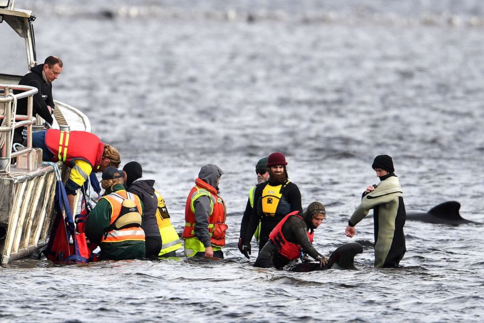 PHOTO: Teams work to rescue hundreds of pilot whales that are stranded on a sand bar in Macquarie Harbour on Sept. 23, 2020 in Strahan, Australia.