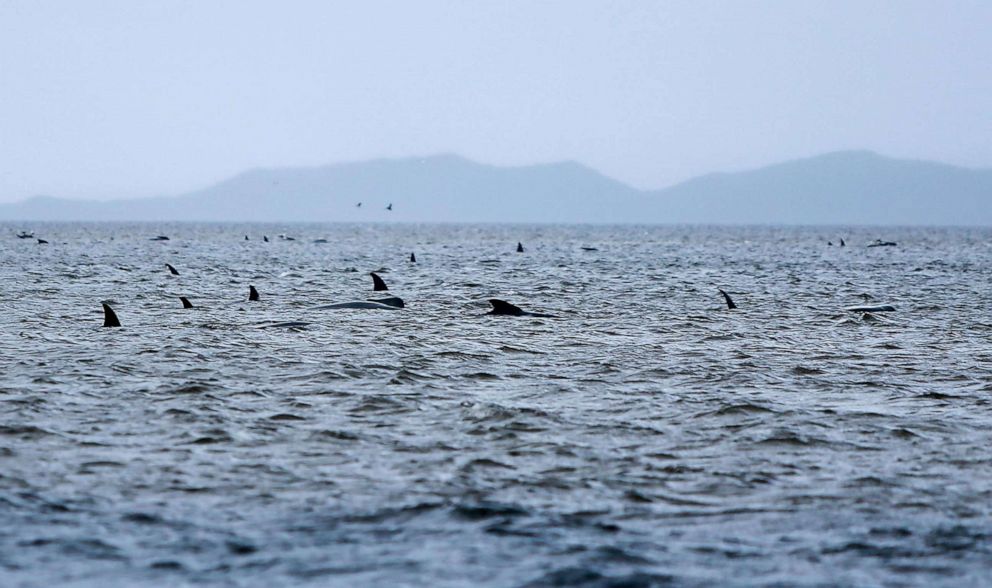 PHOTO: Whales stranded on a sandbar in Macquarie Harbour on the rugged west coast of Tasmania, Australia.