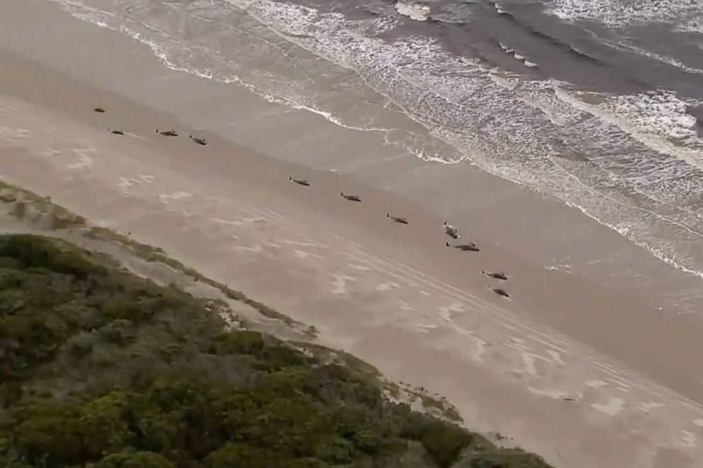 PHOTO: Aerial video shows numerous stranded whales along the coastline, Sept. 23, 2020, near the remote west coast town of Strahan on the island state of Tasmania, Australia, Sept.23, 2020.