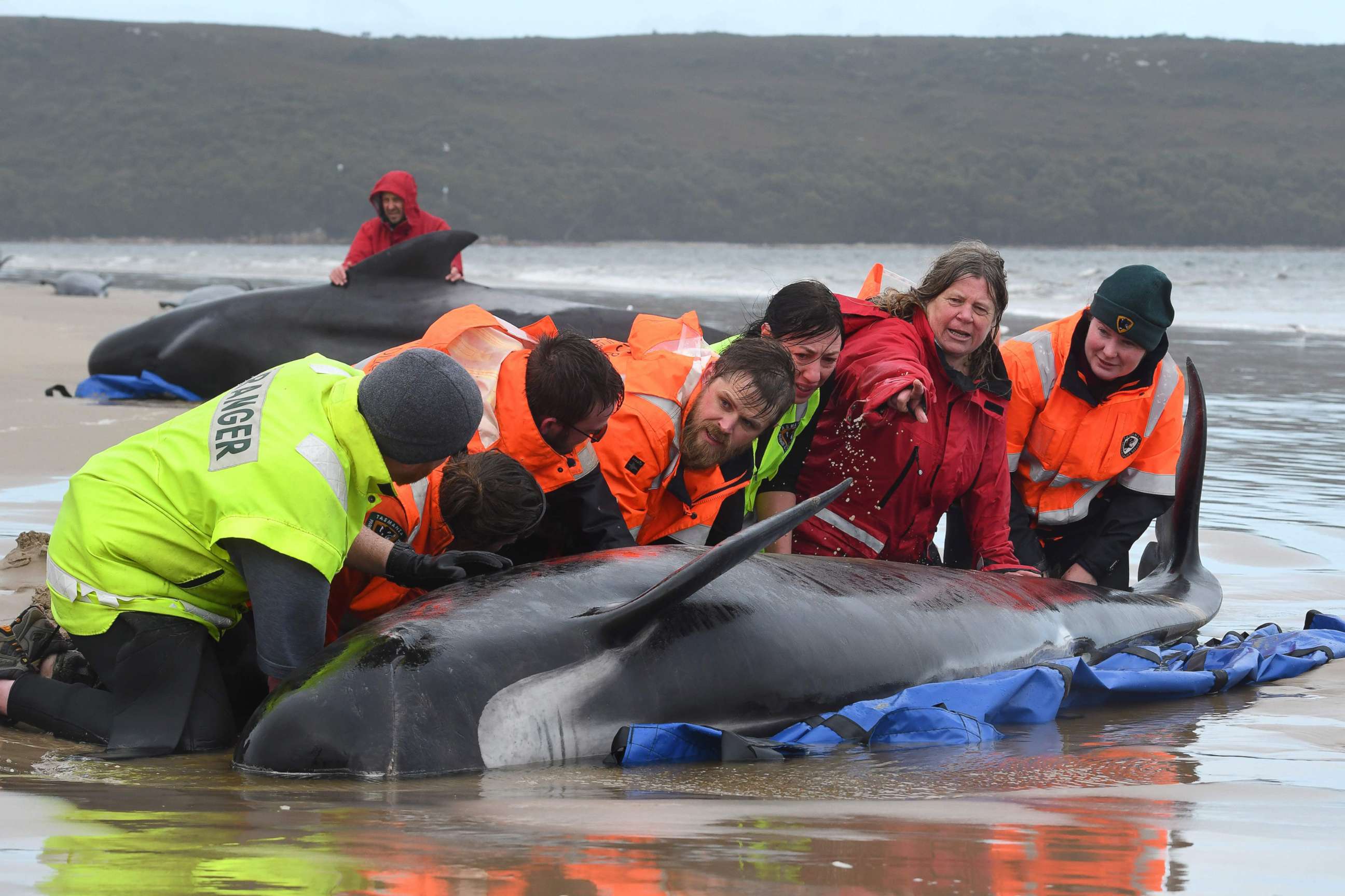 PHOTO: Rescuers work to save a pod of whales stranded on a beach in Macquarie Harbour, Sept. 22, 2020, on the west coast of Tasmania, Australia.