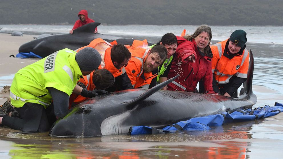 PHOTO: Rescuers work to save a pod of whales stranded on a beach in Macquarie Harbour, Sept. 22, 2020, on the west coast of Tasmania, Australia.