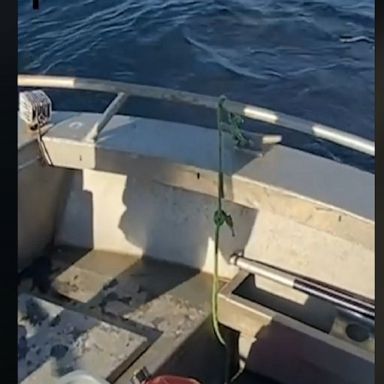 A humpback whale in Canada startled researchers, lifting their boat as they attempted to take photos.