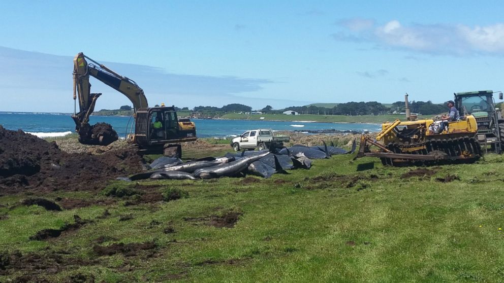 PHOTO: Over 80 pilot whales were stranded off the coast of the Chatham Islands in New Zealand, Nov. 30, 2018. 