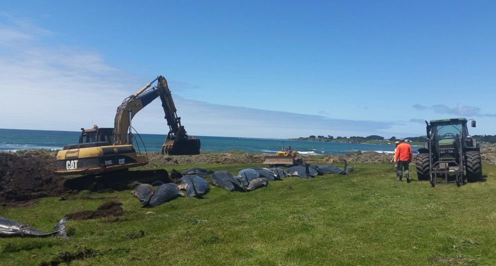 PHOTO: Over 80 pilot whales were stranded off the coast of the Chatham Islands in New Zealand, Nov. 30, 2018. 