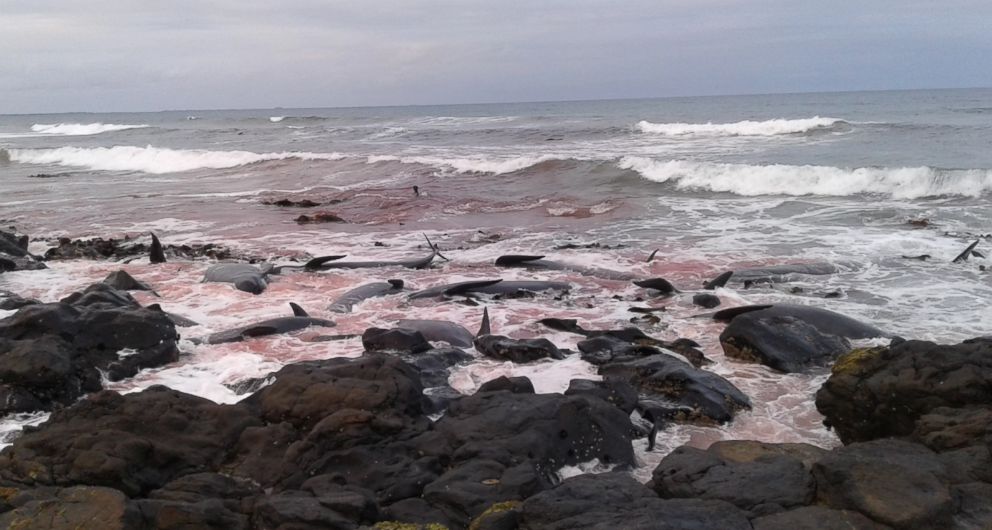 PHOTO: Over 80 pilot whales were stranded off the coast of the Chatham Islands in New Zealand, Nov. 30, 2018. 