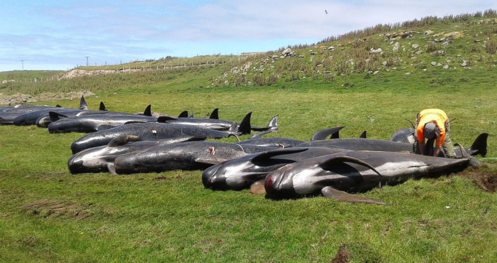 PHOTO: Over 80 pilot whales were stranded off the coast of the Chatham Islands in New Zealand, Nov. 30, 2018. 