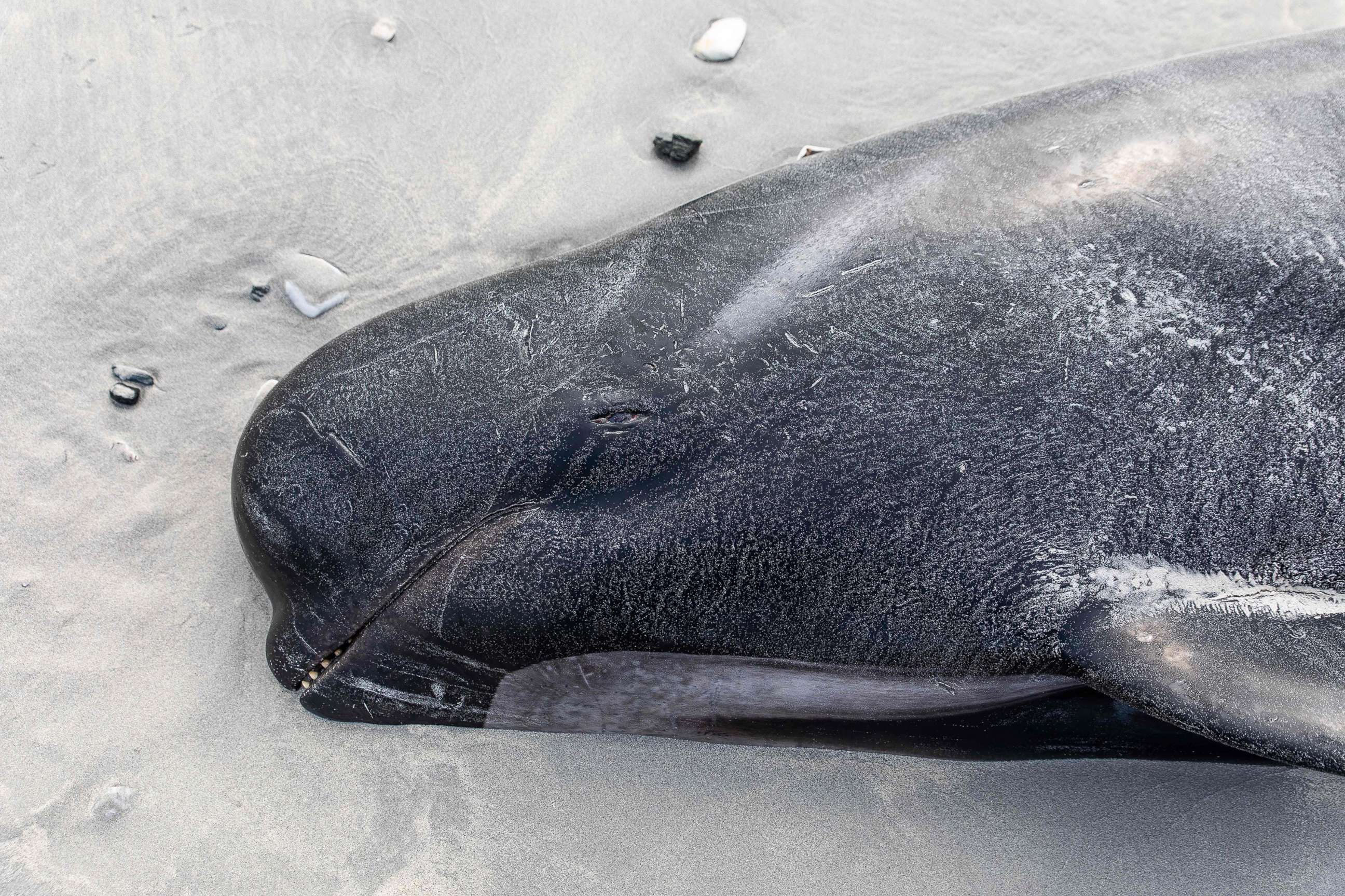 PHOTO: The carcasses of beached pilot whales are pictured on the west coast of New Zealand's remote Chatham Islands, on Oct. 8, 2022. About 500 pilot whales have died in mass strandings on New Zealand's remote Chatham Islands, according to the government.