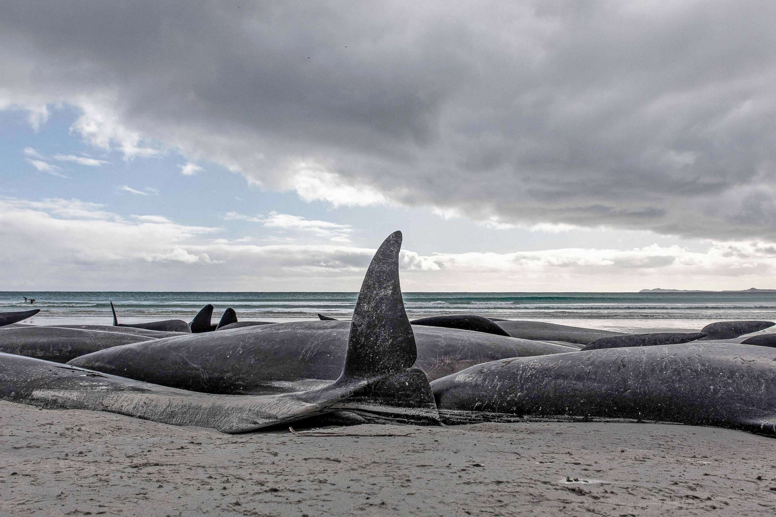 PHOTO: The carcasses of beached pilot whales are pictured on the west coast of New Zealand's remote Chatham Islands, on Oct. 8, 2022. About 500 pilot whales have died in mass strandings on New Zealand's remote Chatham Islands, according to the government.