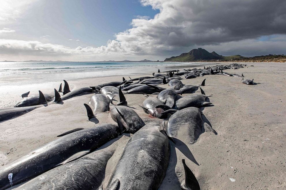 PHOTO: The carcasses of beached pilot whales are pictured on the west coast of New Zealand's remote Chatham Islands, on Oct. 8, 2022. About 500 pilot whales have died in mass strandings on New Zealand's remote Chatham Islands, according to the government.