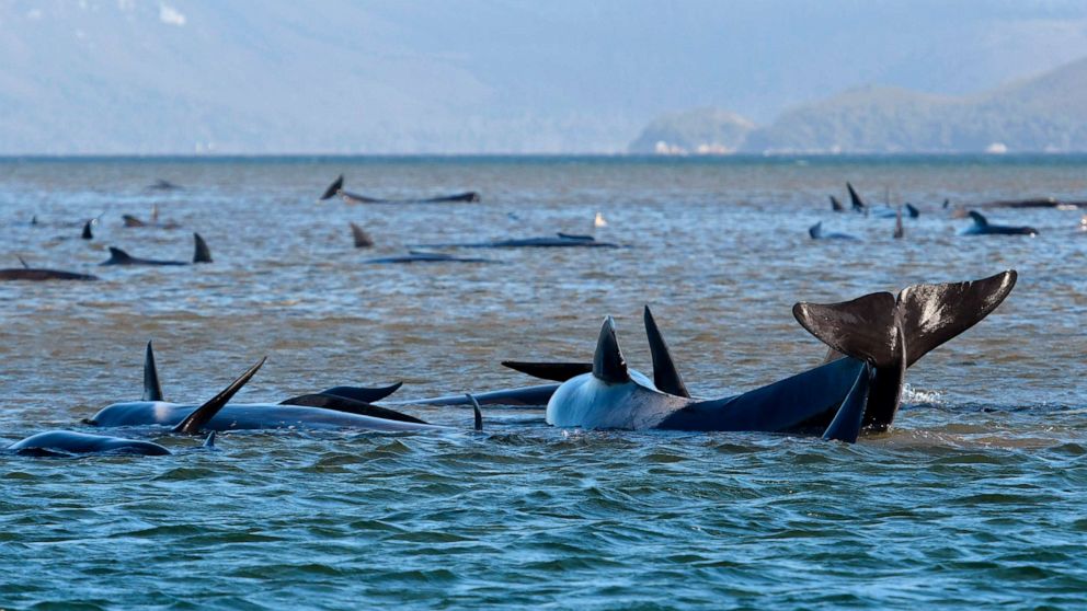 Pod of 55 pilot whales die after being stranded on a beach in Scotland