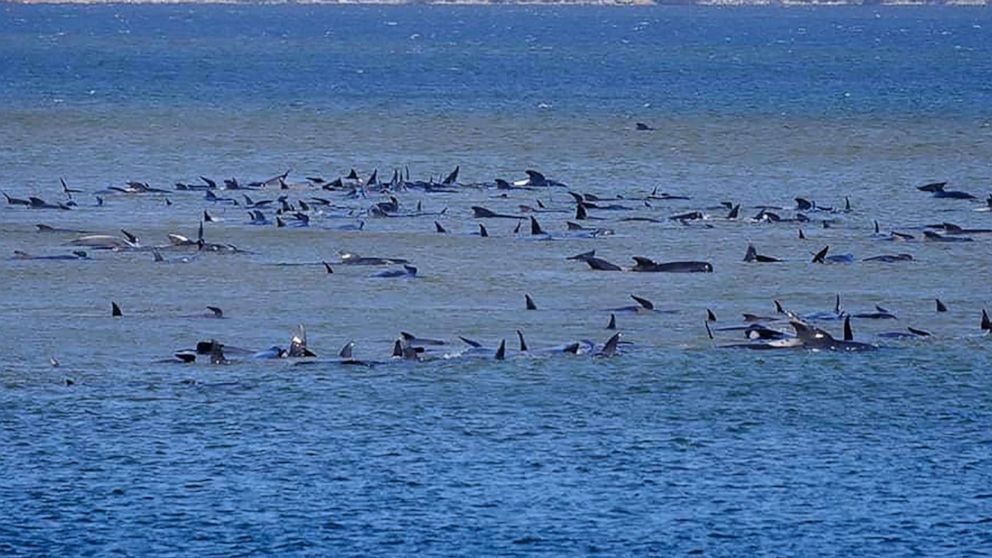 PHOTO: A pod of whales stranded on a sandbar in Macquarie Harbour on the rugged west coast of Tasmania, southern Australia, Sept. 21, 2020.