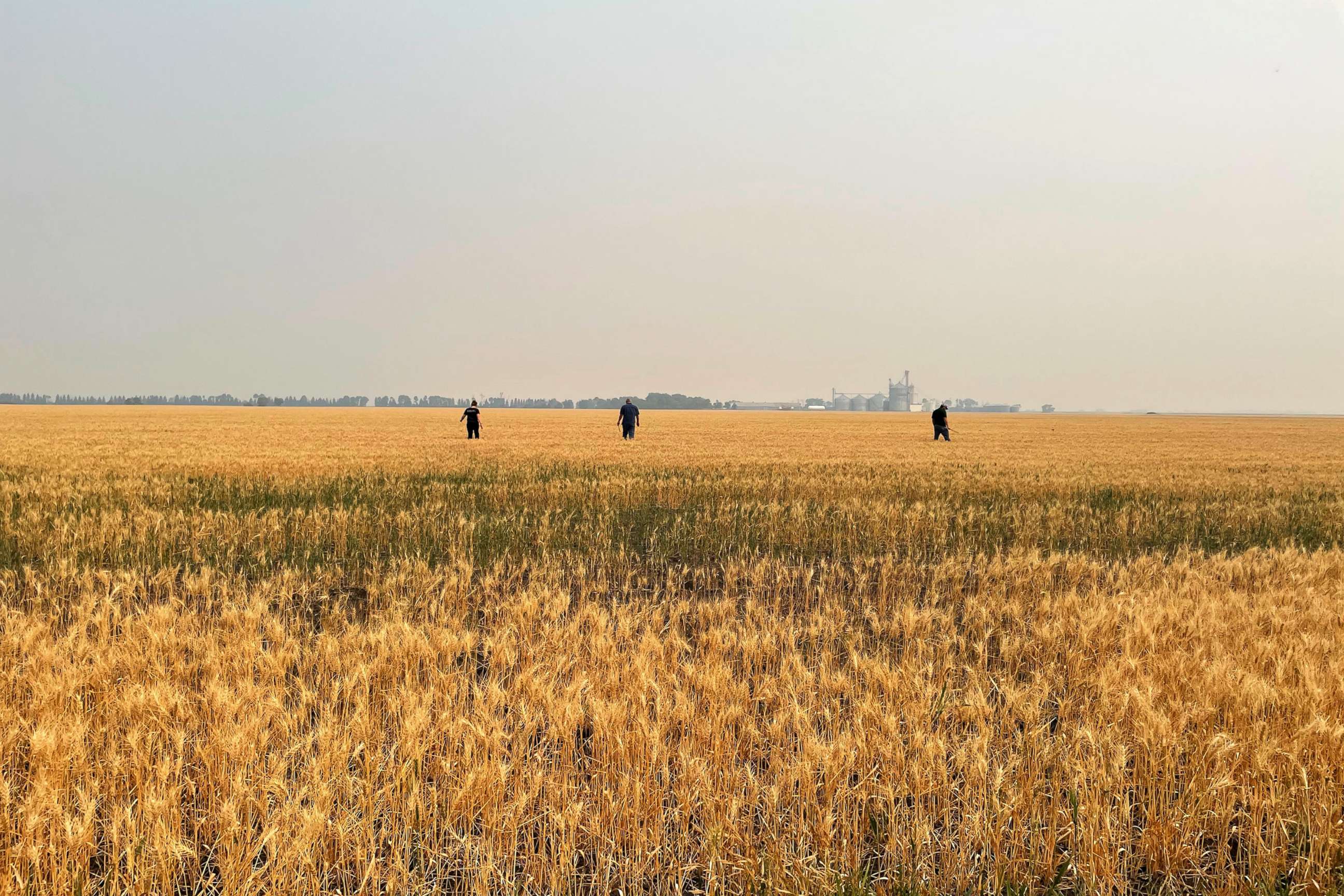 PHOTO: Crop scouts survey drought-stressed spring wheat near Grandin, N.D., July 29, 2021.