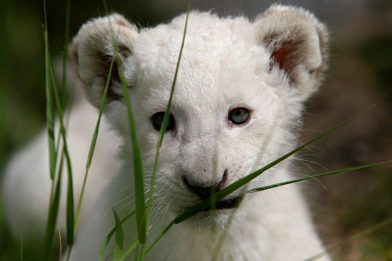 Cutest baby animals from around the world Photos - ABC News