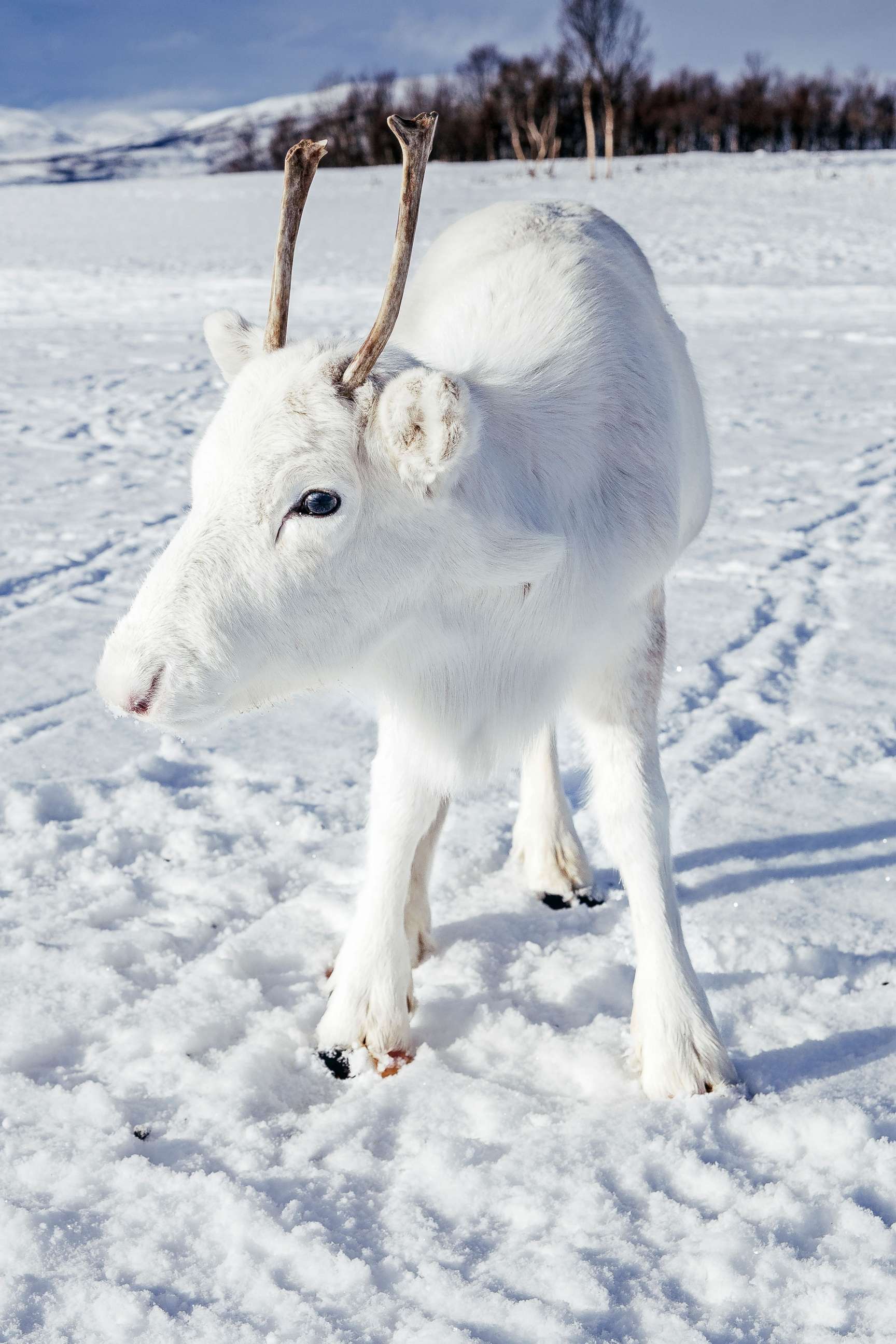 Snow deer! Stunning photographs capture rare white reindeer in