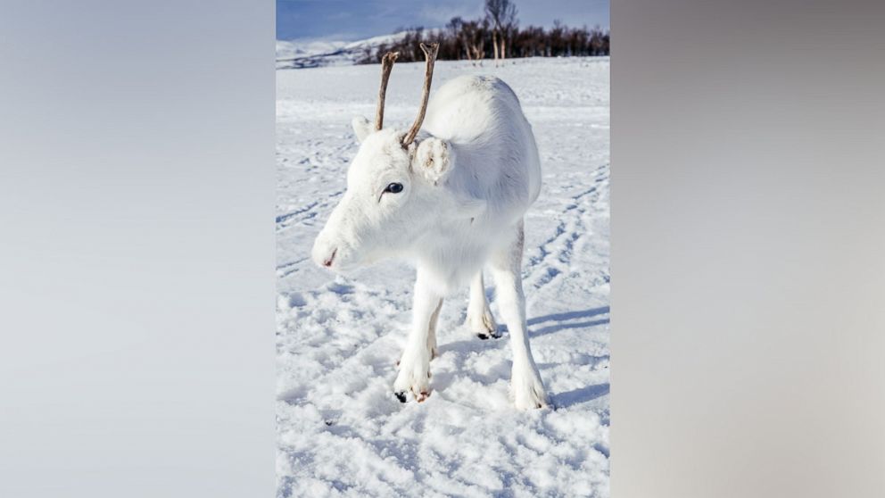PHOTO: Photographer Mads Nordsveen was hiking in Northern Norway when he encountered a baby white reindeer, Dec. 3, 2018. 