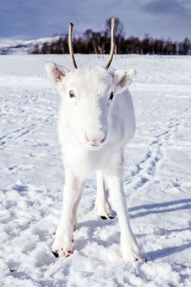 PHOTO: Photographer Mads Nordsveen was hiking in Northern Norway when he encountered a baby white reindeer, Dec. 3, 2018. 