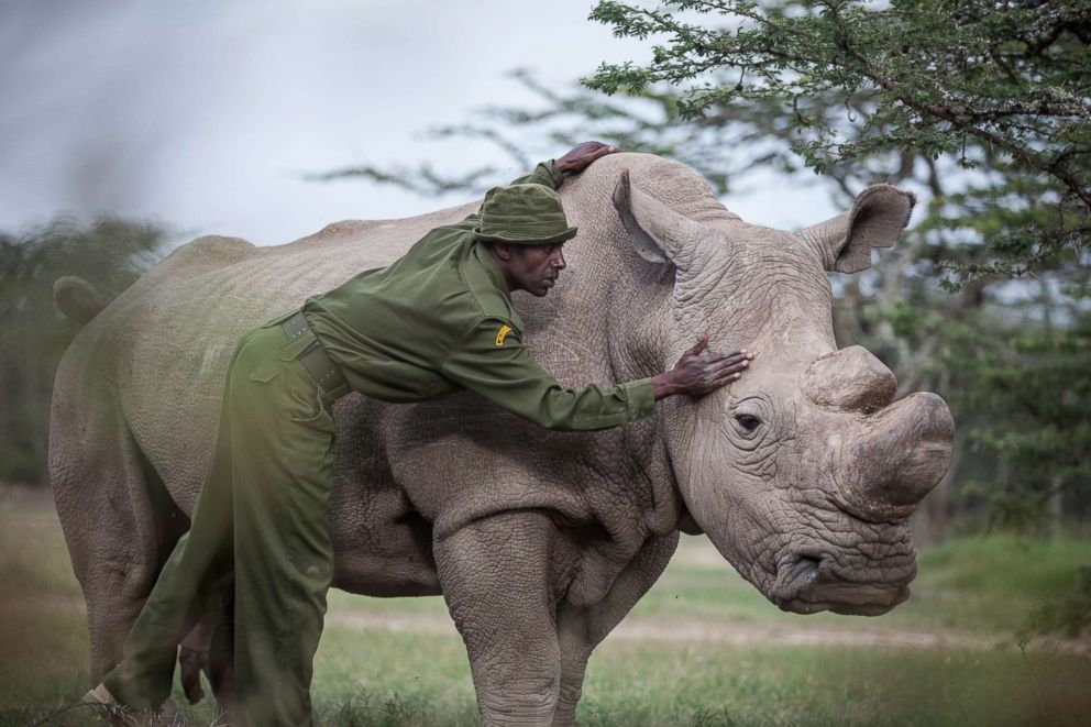 northern white rhinoceros december 2018