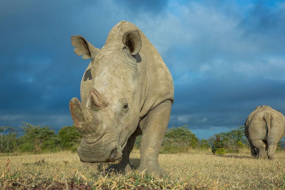 PHOTO: A 15 year old Southern White Rhino, Fatu, and 25 year old Northern White Rhino, Najin, the female White Rhinos that it is hoped Sudan a Northern White Rhinoceros will mate with at the Ol Pejeta Conservancy on June 25, 2015, Laikipia County, Kenya.
