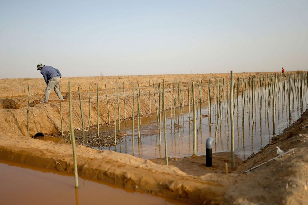 PHOTO: A worker shovels soil next to irrigation channels and recently planted shoots of Xinjiang poplar at the Yangguan state-backed forest farm, on the edge of the Gobi desert on the outskirts of Dunhuang, China, April 13, 2021.
