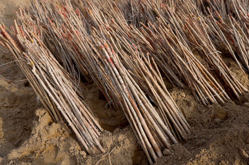 PHOTO: Piled tree shoots lay on the ground waiting to be planted, at the Yangguan state-backed forest farm, on the edge of the Gobi desert on the outskirts of Dunhuang, China, April 13, 2021.