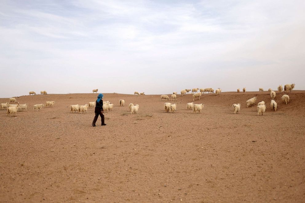 PHOTO: Ding Yinhua, 69, shepherds her sheep and goats back home in the Gobi desert in Minqin county, Wuwei, China, April 18, 2021.