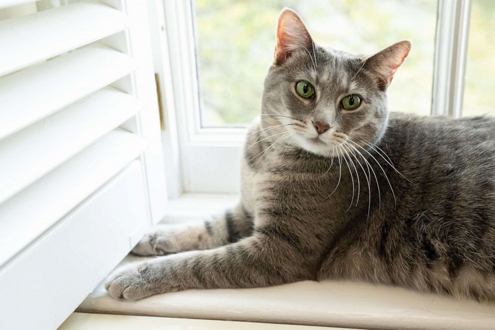 PHOTO: Willow, the Biden family's new cat, sits on a window sill at The White House on Jan. 27, 2022, in Washington.