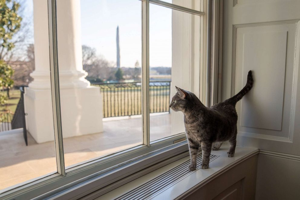 PHOTO: The Biden family's new cat, Willow, looks at the window of The White House on Jan. 27, 2022, in Washington.